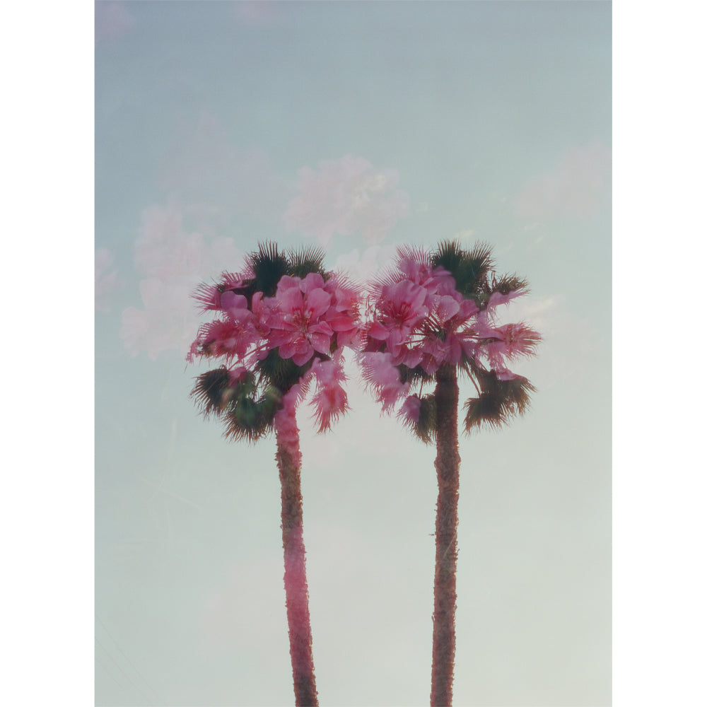 Pink Palms